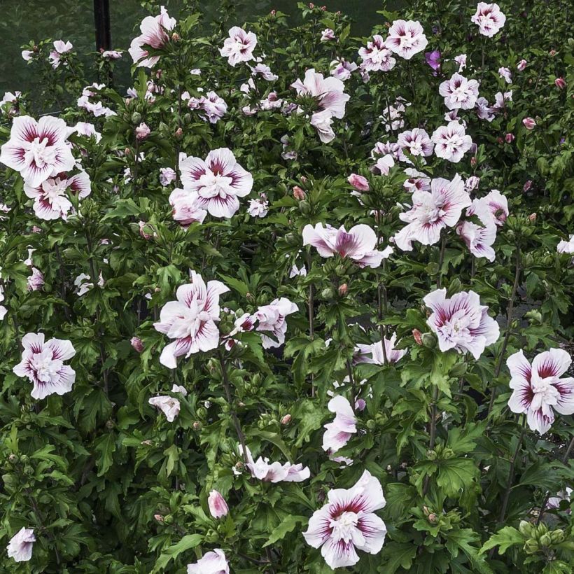 Hibiscus syriacus Starburst Chiffon - Ibisco (Fioritura)