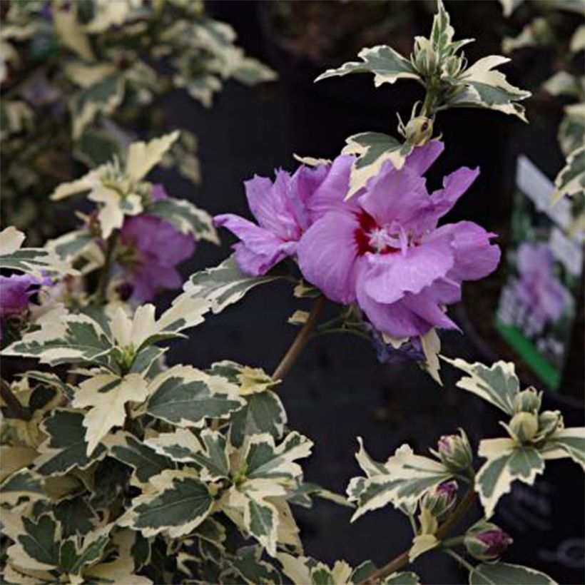 Hibiscus syriacus Summer Ruffle - Ibisco (Fogliame)