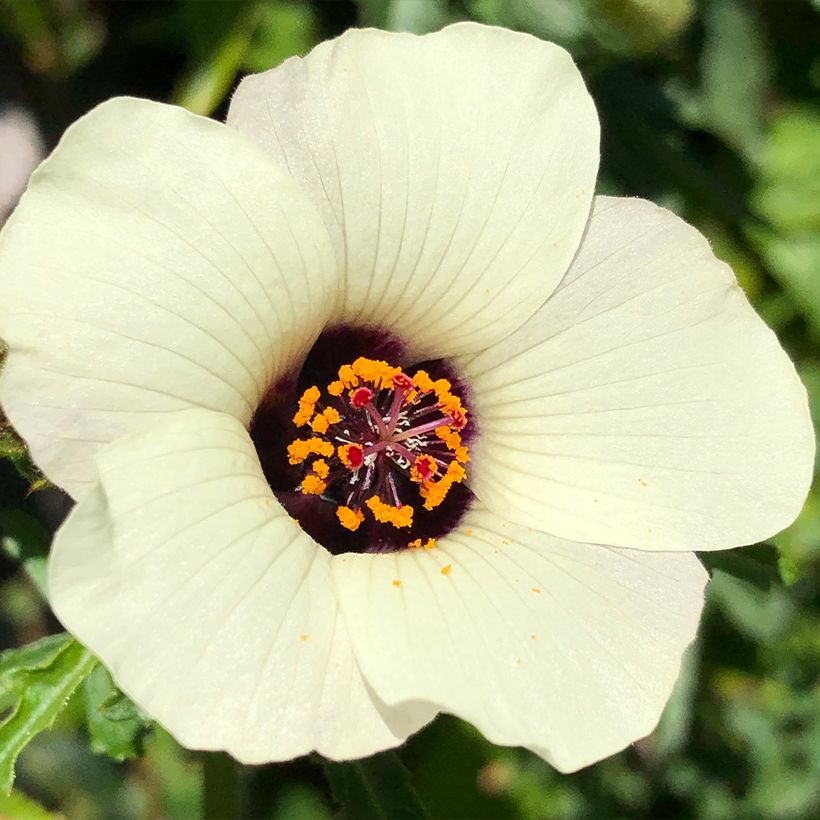 Hibiscus trionum - Ibisco vescicoso (Fioritura)