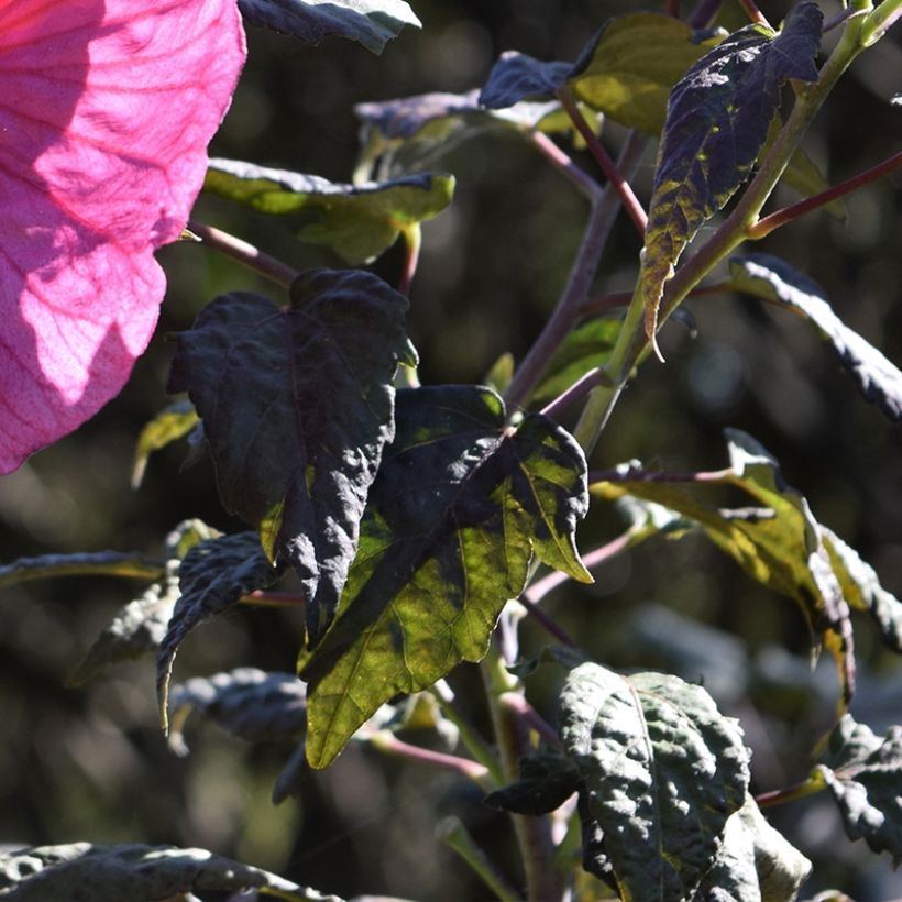 Hibiscus moscheutos Summerific Berry Awesome - Ibisco palustre (Fogliame)