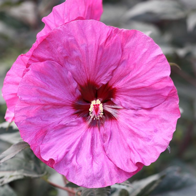 Hibiscus moscheutos Summerific Berry Awesome - Ibisco palustre (Fioritura)