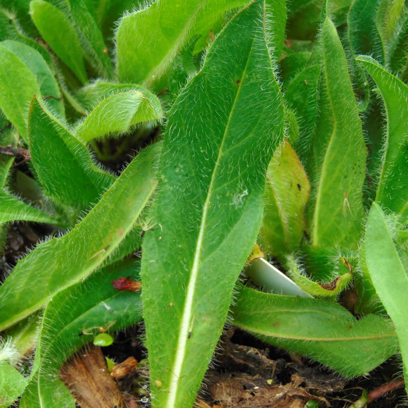 Hieracium aurantiacum - Pelosella aranciata (Fogliame)