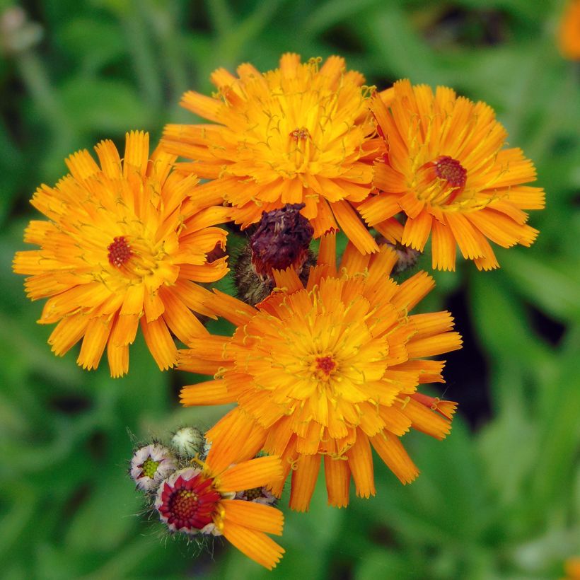 Hieracium aurantiacum - Pelosella aranciata (Fioritura)