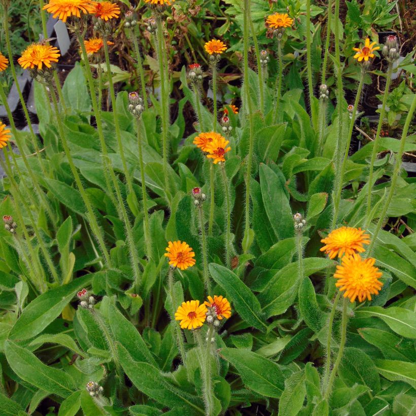 Hieracium aurantiacum - Pelosella aranciata (Porto)