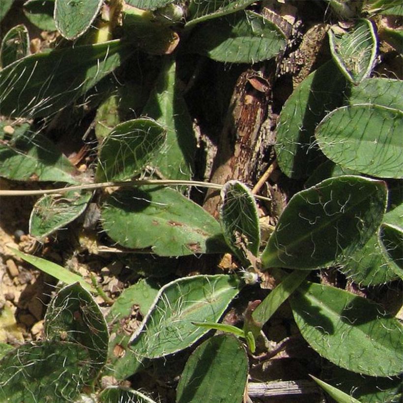 Hieracium pilosella - Sparviere pelosetto (Fogliame)