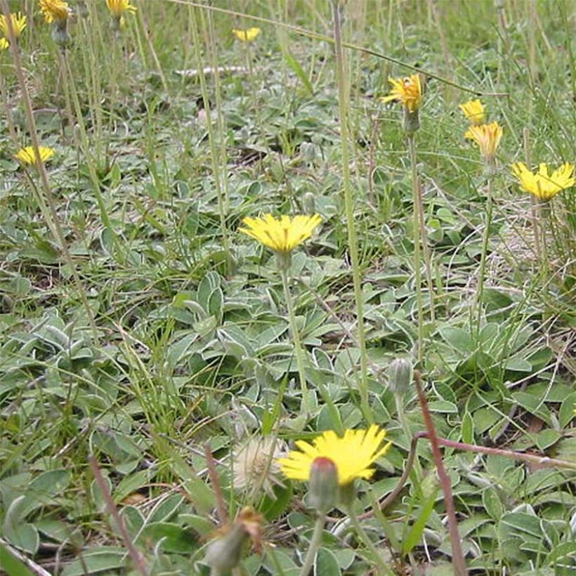 Hieracium pilosella - Sparviere pelosetto (Porto)