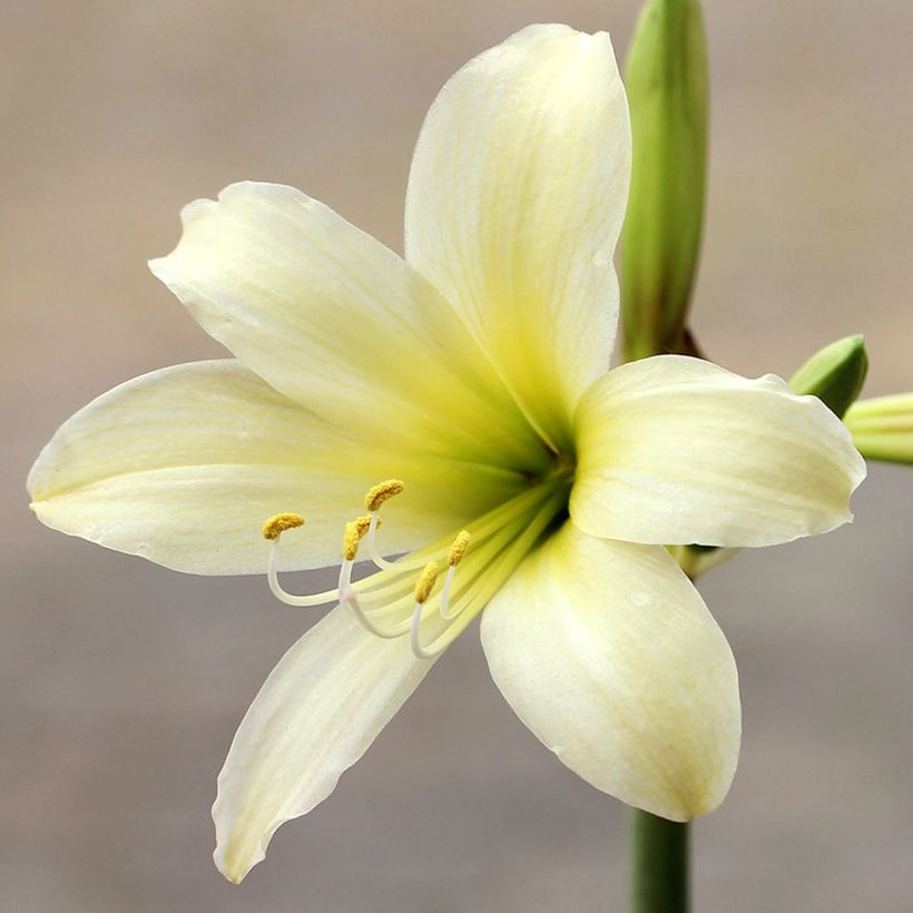 Amaryllis Marrakech - Hippeastrum sonatini (Fioritura)