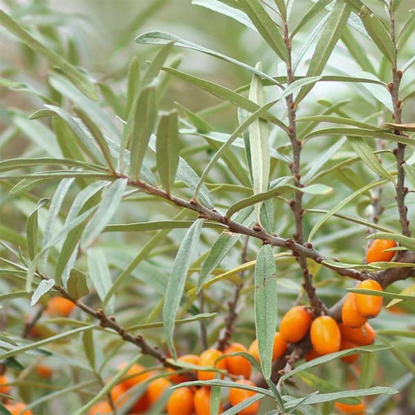 Hippophae rhamnoides Friesdorfer Orange - Olivello spinoso (Fogliame)