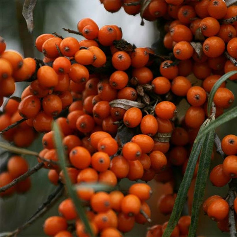 Hippophae rhamnoides Friesdorfer Orange - Olivello spinoso (Raccolta)