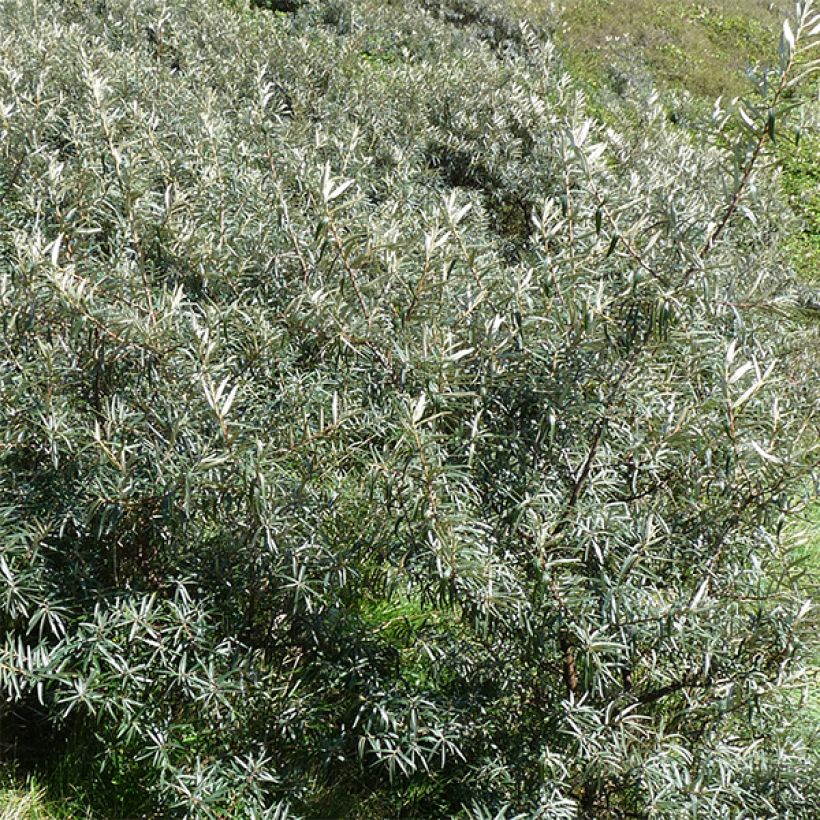 Hippophae rhamnoides Pollmix - Olivello spinoso (Fogliame)