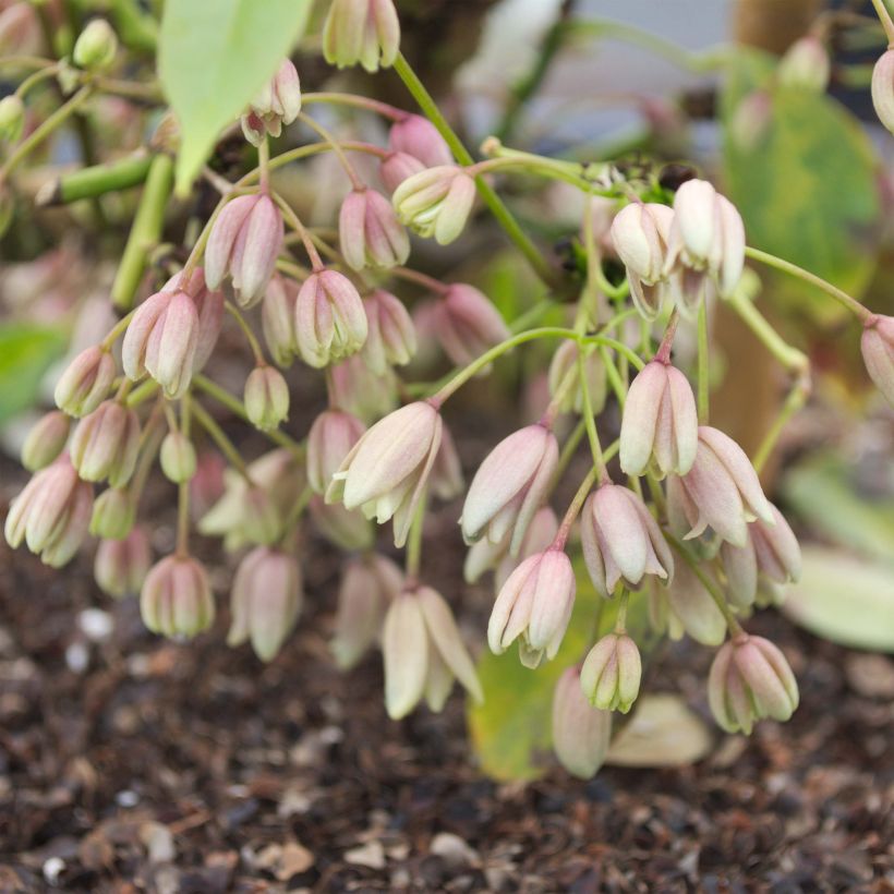 Holboellia traversii (Fioritura)