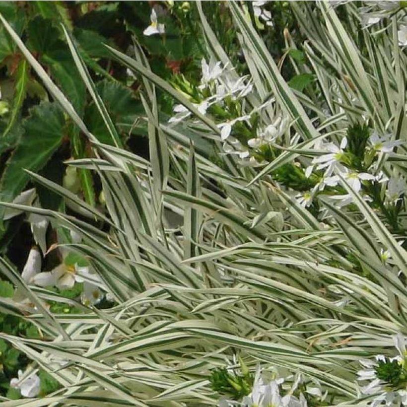 Holcus mollis Albovariegatus - Bambagione variegato (Fogliame)