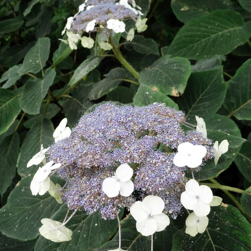 Hydrangea aspera Villosa - Ortensia (Fioritura)