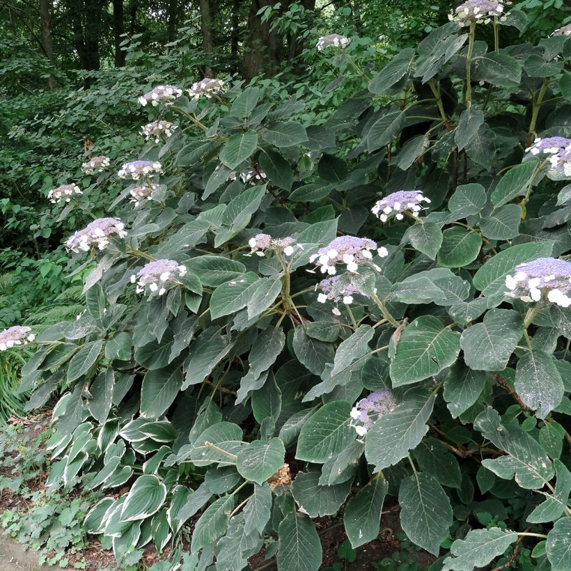 Hydrangea aspera Villosa - Ortensia (Porto)