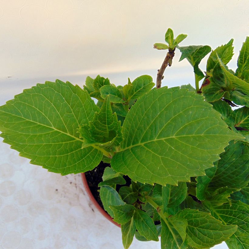 Hydrangea macrophylla Baron Pourpre - Ortensia (Fogliame)