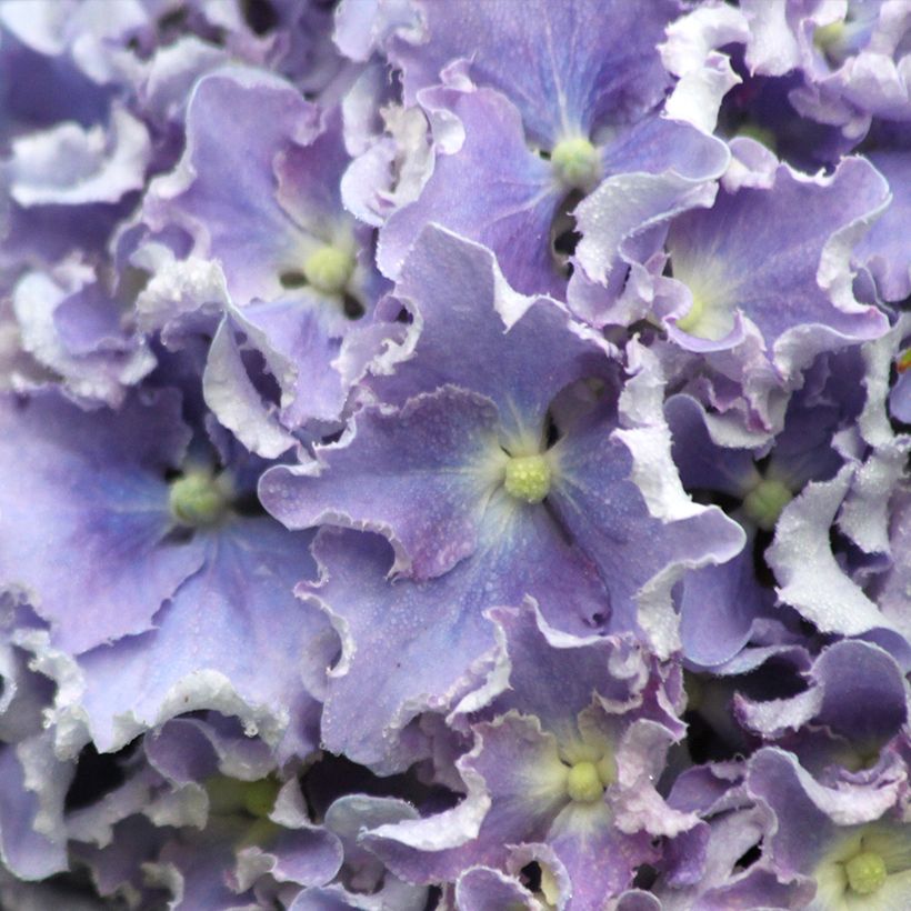 Hydrangea macrophylla Beautensia Spike - Ortensia (Fioritura)