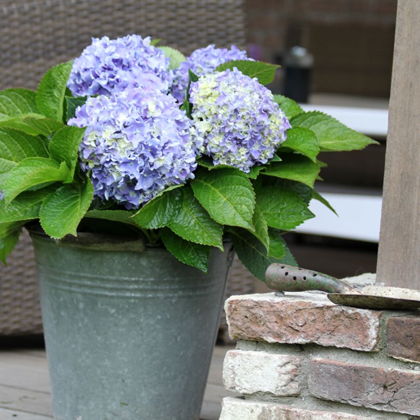 Hydrangea macrophylla Beautensia Spike - Ortensia (Porto)