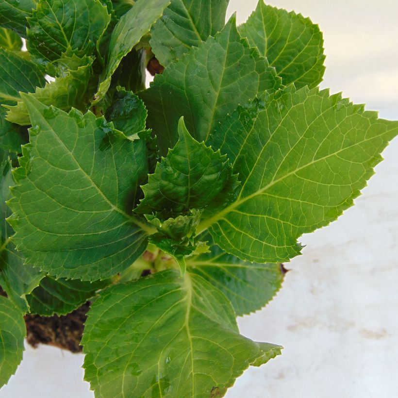 Hydrangea macrophylla Bela - Ortensia (Fogliame)