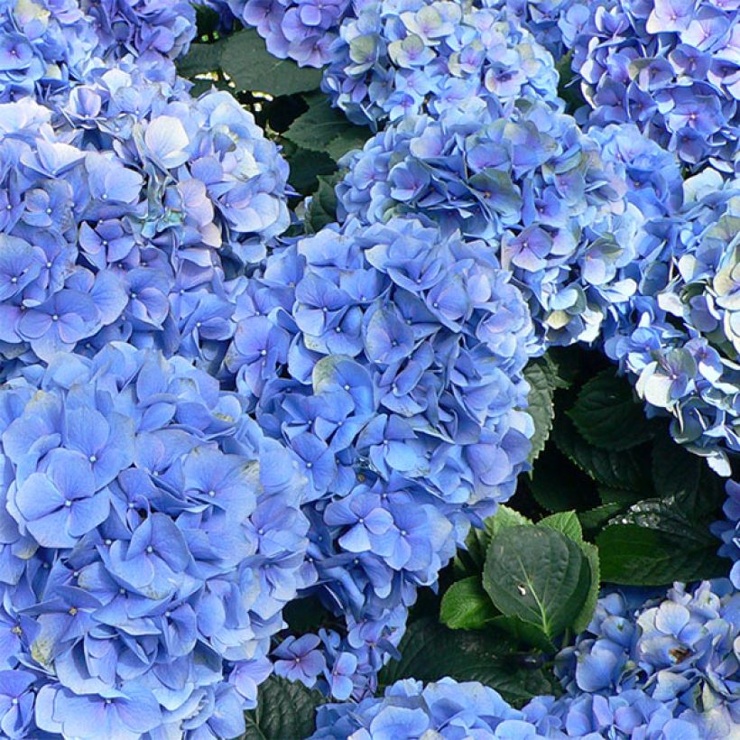 Hydrangea macrophylla Bodensee - Ortensia (Fioritura)