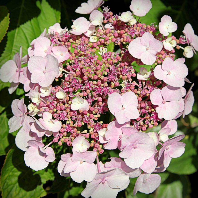 Hydrangea macrophylla Cloudi - Ortensia (Fioritura)