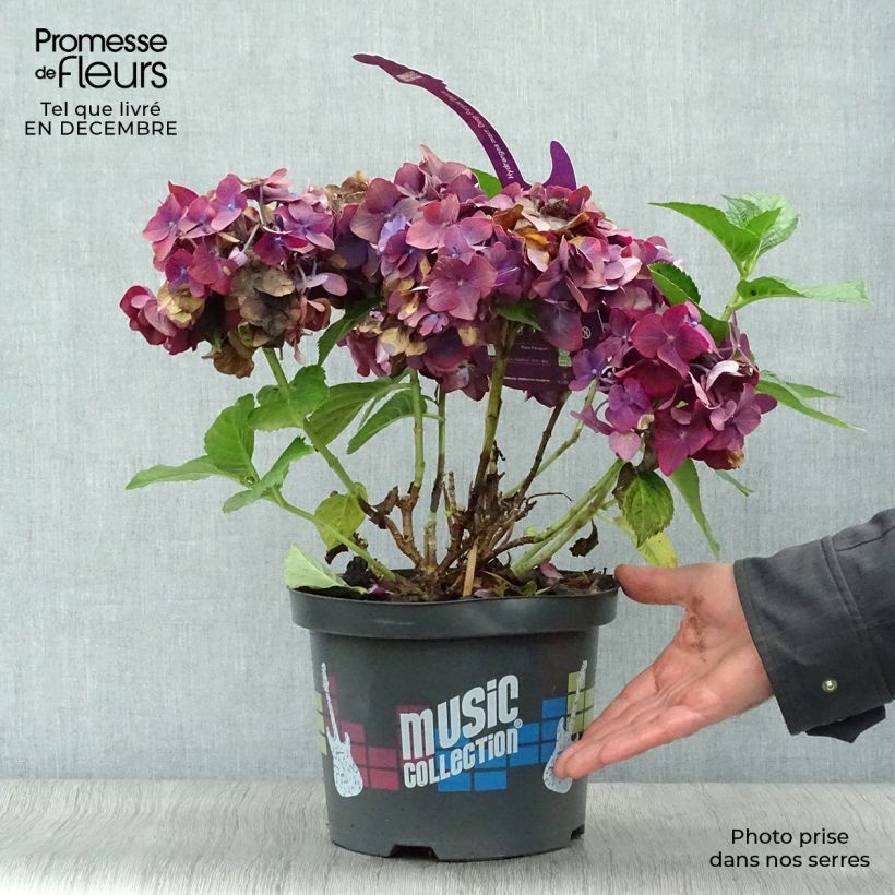 Hortensia - Hydrangea macrophylla Deep Purple Dance (Music Collection) Pot de 4L/5L esemplare consegnato in inverno