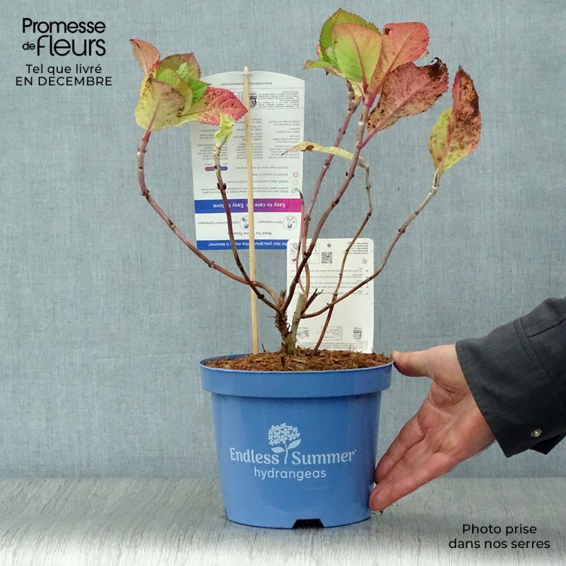 Hortensia - Hydrangea macrophylla Endless Summer Twist and Shout en pot de 3L esemplare consegnato in inverno