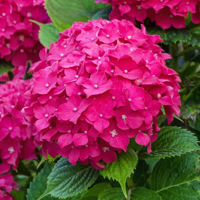 Hydrangea macrophylla Eughen Hahn - Ortensia (Fioritura)