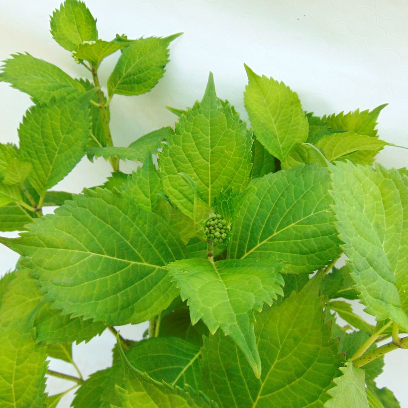 Hydrangea macrophylla Hambourg - Ortensia (Fogliame)