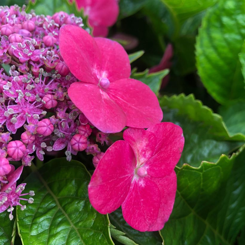 Hydrangea macrophylla Teller Kardinal - Ortensia (Fioritura)