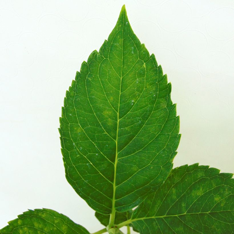 Hydrangea macrophylla Leuchtfeuer - Ortensia (Fogliame)