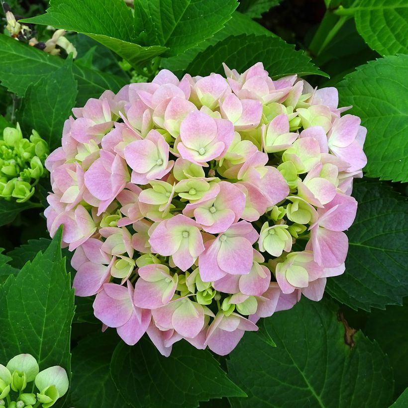 Hydrangea macrophylla Leuchtfeuer - Ortensia (Fioritura)