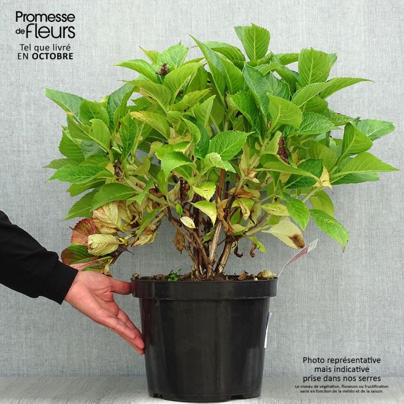 Esemplare di Hortensia - Hydrangea macrophylla Leuchtfeuer en pot de 7,5L/10L come consegnato in autunno