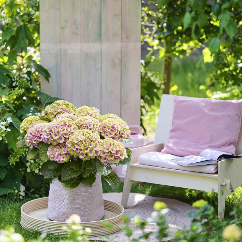 Hydrangea macrophylla Magical Jewel rosa - Ortensia (Porto)