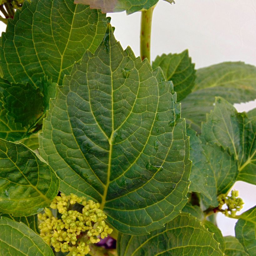 Hydrangea macrophylla Magical Noblesse - Ortensia (Fogliame)