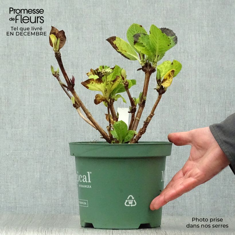 Hortensia - Hydrangea macrophylla Magical Revolution Rose Pot de 2L/3L esemplare consegnato in inverno