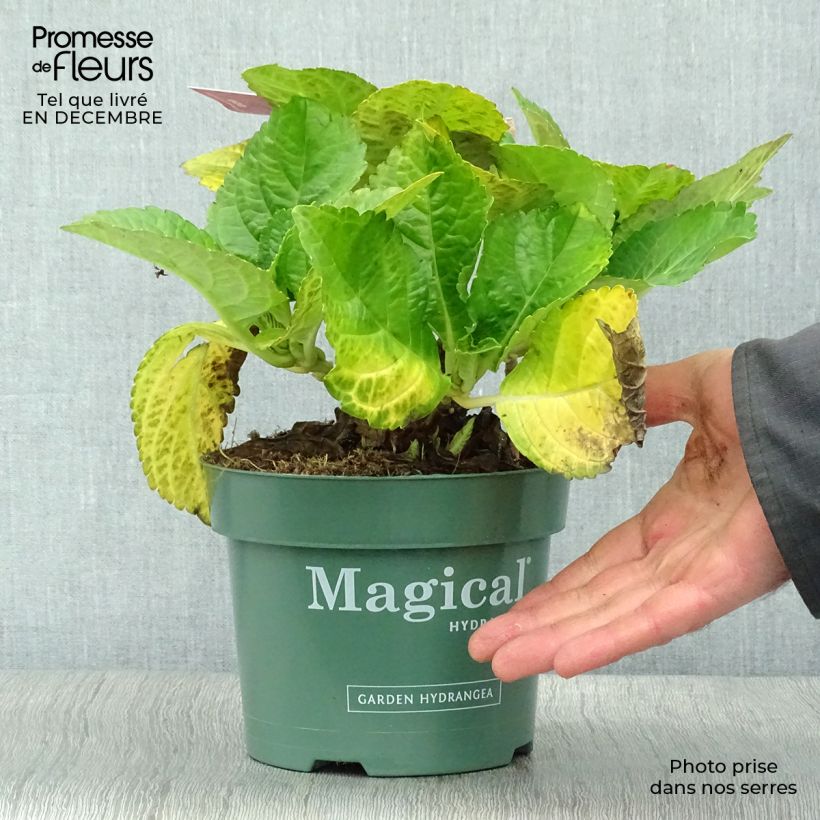 Hortensia - Hydrangea macrophylla Magical Ruby Tuesday Pot de 2L/3L esemplare consegnato in inverno