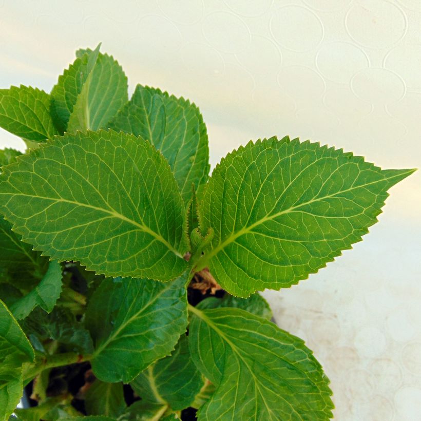 Hydrangea macrophylla Nachtigall - Ortensia (Fogliame)