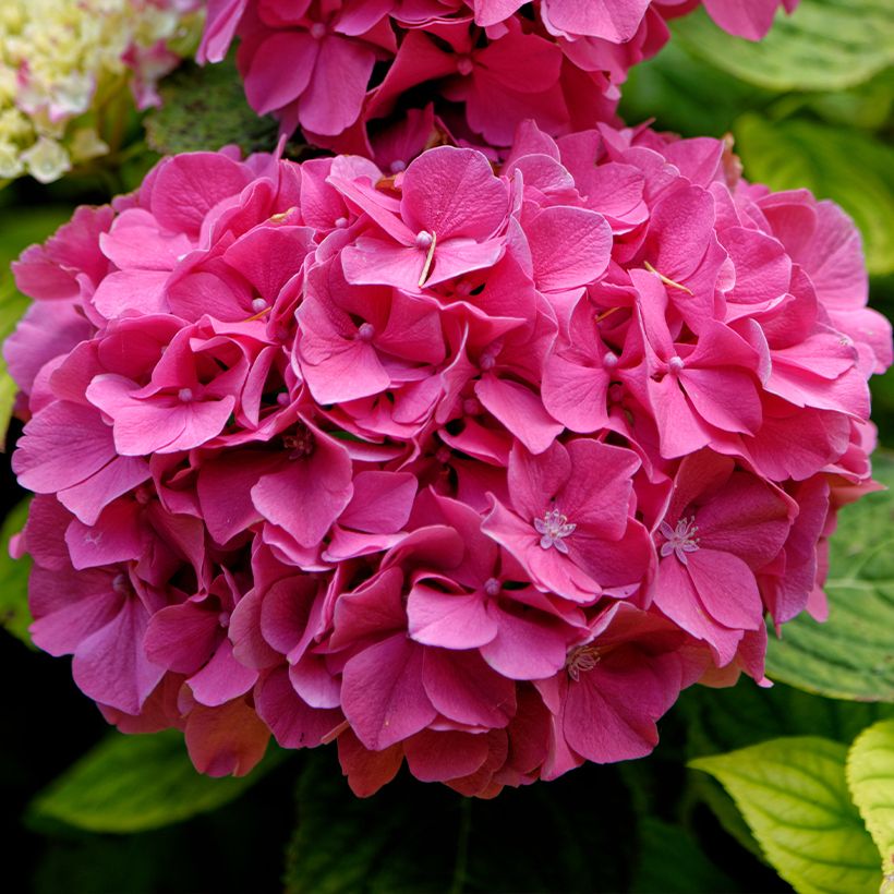 Hydrangea macrophylla Pink Pop - Ortensia (Fioritura)