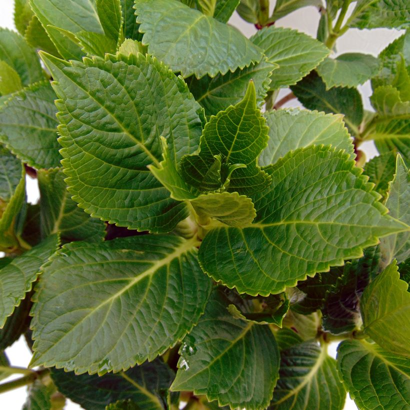 Hydrangea macrophylla Renate Steiniger - Ortensia (Fogliame)