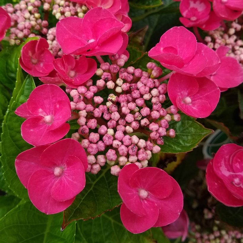 Hydrangea macrophylla Rotkehlchen - Ortensia (Fioritura)