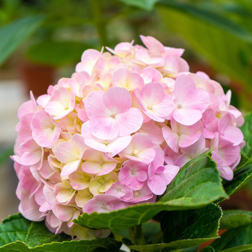 Hydrangea macrophylla Soft Pink Salsa - Ortensia (Fioritura)