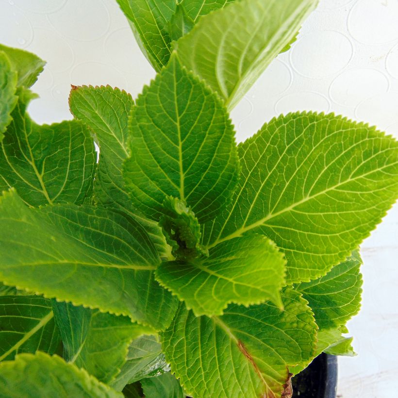 Hydrangea macrophylla Wedding Gown - Ortensia (Fogliame)