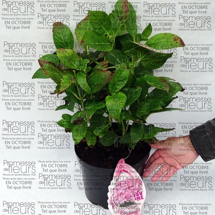 Esempio di esemplare Hortensia - Hydrangea macrophylla You and Me Romance en pot de 5L come consegnato