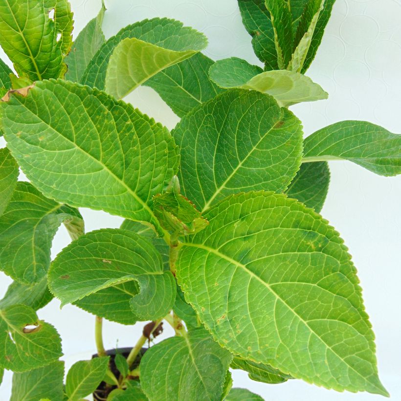 Hydrangea macrophylla Tea Time Together - Ortensia (Fogliame)