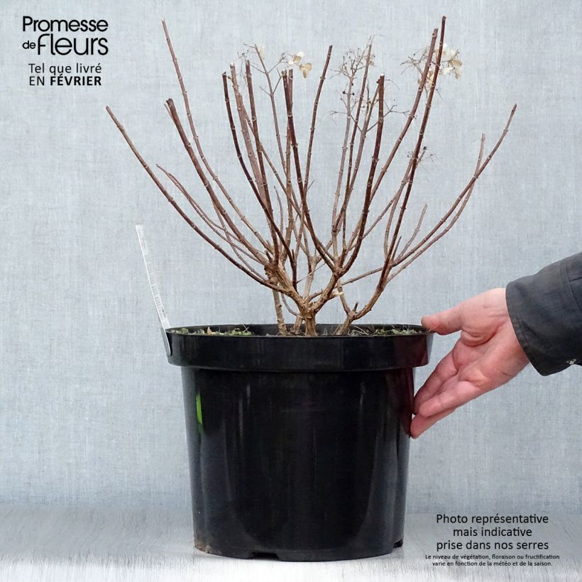 Hydrangea paniculata Bobo en pot de 10L esemplare consegnato in inverno