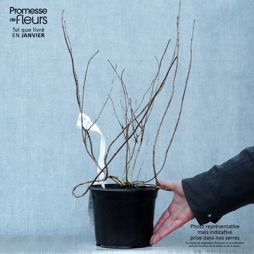 Hydrangea paniculata Bombshell Pot de 3L/4L esemplare consegnato in inverno