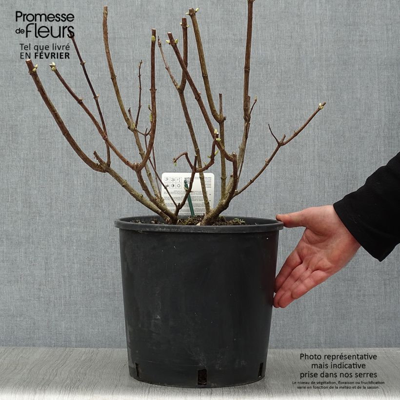 Hortensia - Hydrangea paniculata Levana en pot de 10 L esemplare consegnato in inverno