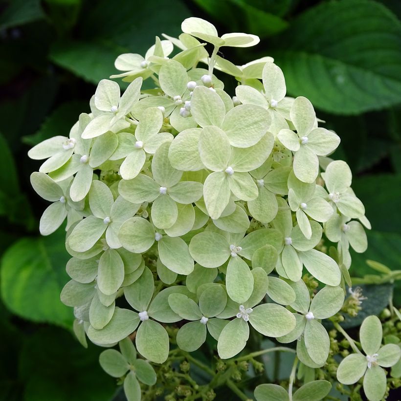 Hydrangea paniculata Pastelgreen - Ortensia paniculata (Fioritura)