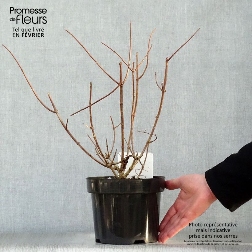 Hortensia - Hydrangea paniculata Sundae Fraise en pot de 3L esemplare consegnato in inverno