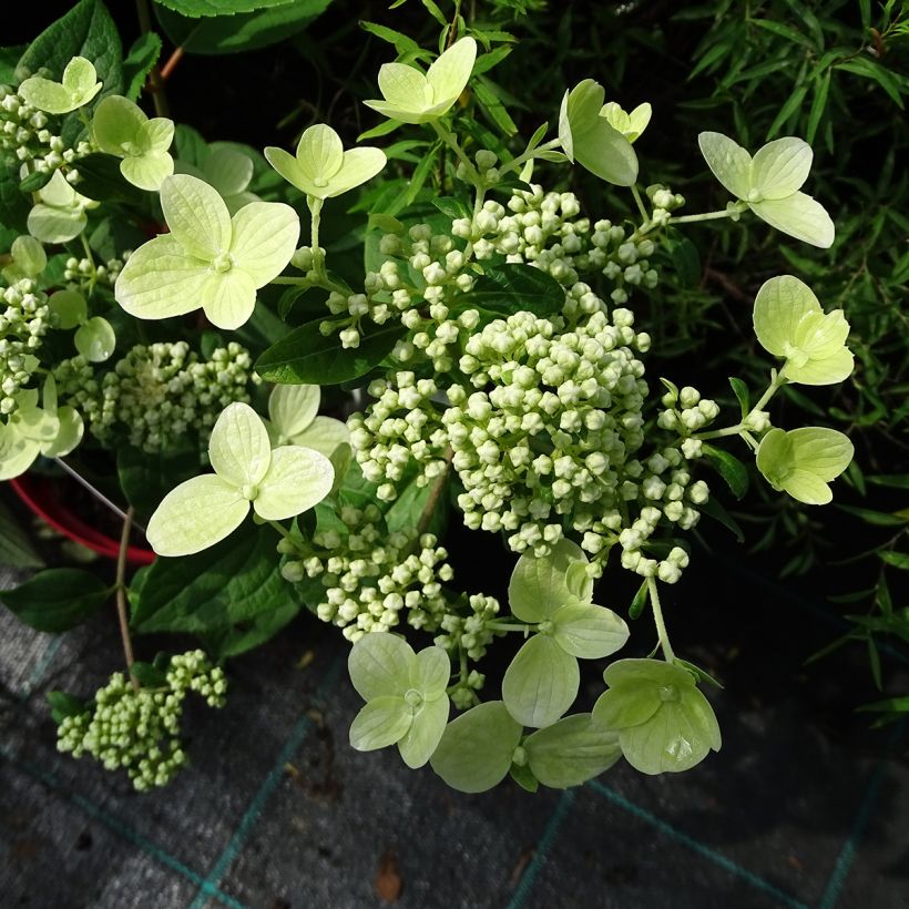 Hydrangea paniculata Wim's red - Ortensia paniculata (Fioritura)